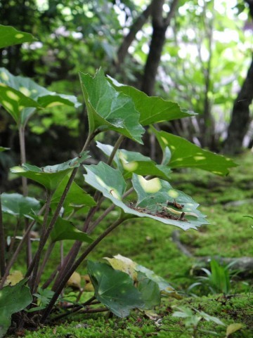 雑草対策