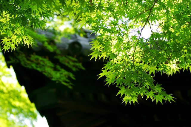 植木屋　地域密着型